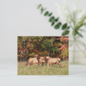 Elch Postcard Postkarte (Stehend Vorderseite)