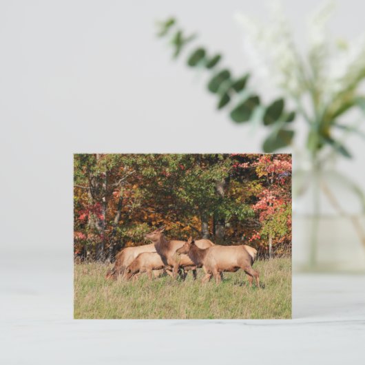 Elch Postcard Postkarte (Stehend Vorderseite)