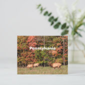 Elch Postcard Postkarte (Stehend Vorderseite)