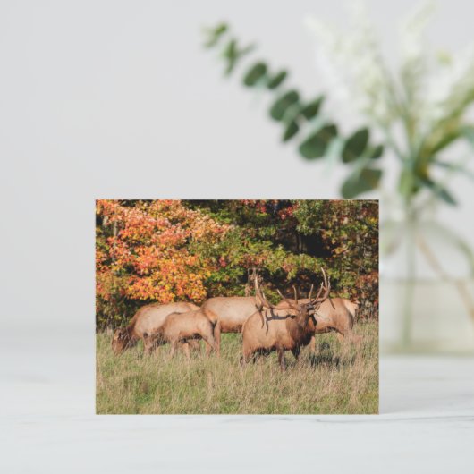 Elch Postcard Postkarte (Stehend Vorderseite)