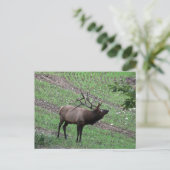 Elch Postcard Postkarte (Stehend Vorderseite)