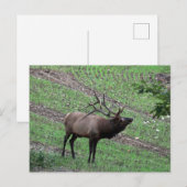 Elch Postcard Postkarte (Vorne/Hinten)