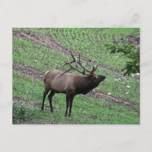 Elch Postcard Postkarte