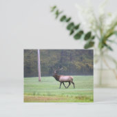 Elch Postcard Postkarte (Stehend Vorderseite)
