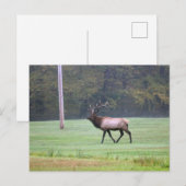 Elch Postcard Postkarte (Vorne/Hinten)