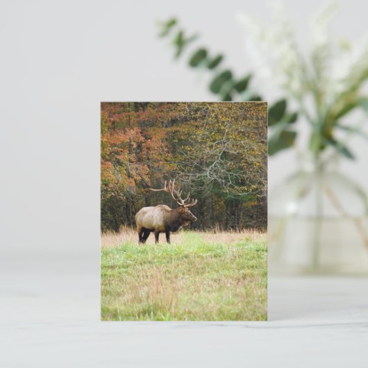 Elch Postcard Postkarte (Stehend Vorderseite)