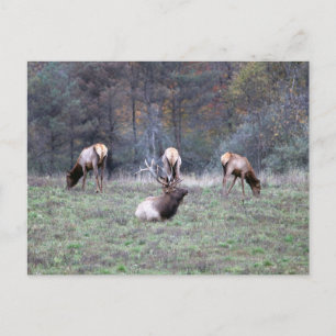 Elch Postcard Postkarte