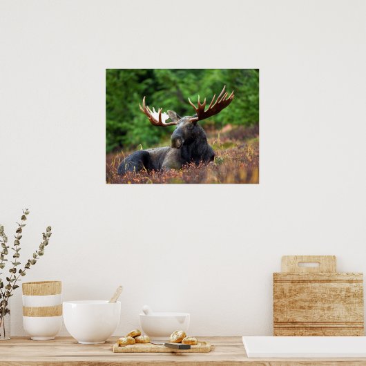 Elch Poster (Küche)