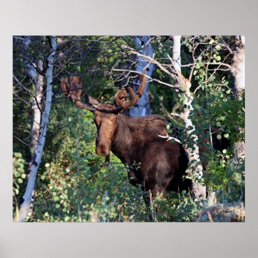 Elch Poster (Vorne)