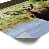 Elch Poster (Ecke)