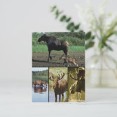 Elch Postkarte (Stehend Vorderseite)