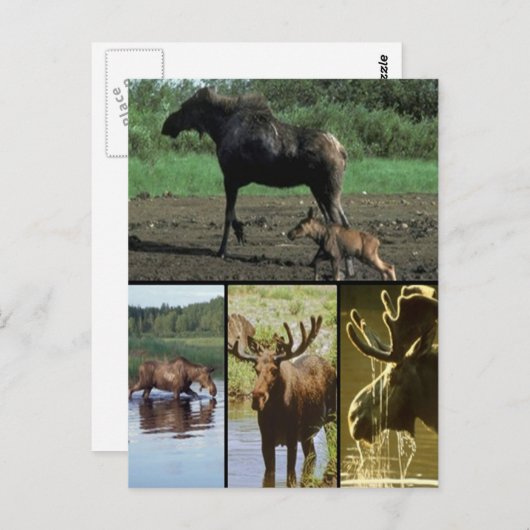 Elch Postkarte (Vorne/Hinten)