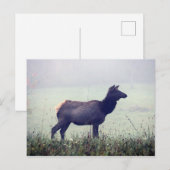 Elch Postkarte (Vorne/Hinten)