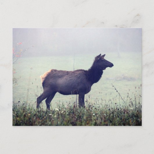 Elch Postkarte (Vorderseite)