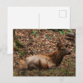 Elch Postkarte (Vorne/Hinten)
