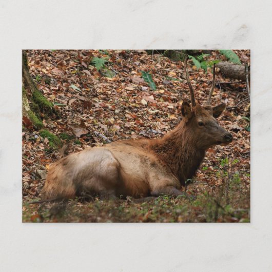 Elch Postkarte (Vorderseite)