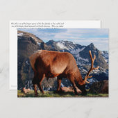 Elch Postkarte (Vorne/Hinten)