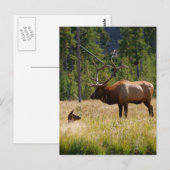 Elch Postkarte (Vorne/Hinten)