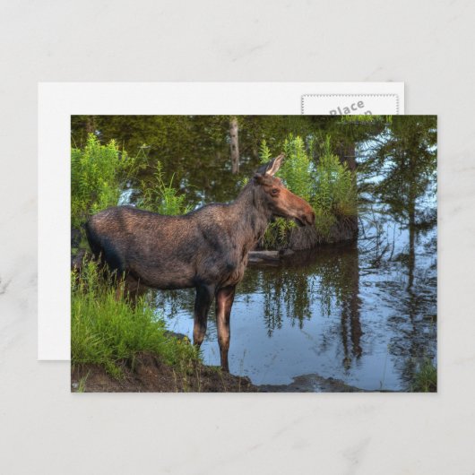 Elch Postkarte (Vorne/Hinten)