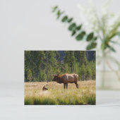 Elch Postkarte (Stehend Vorderseite)