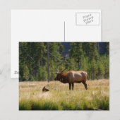 Elch Postkarte (Vorne/Hinten)