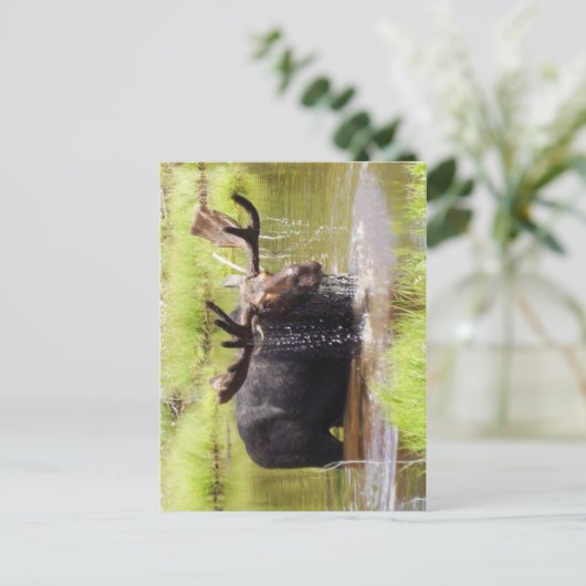 Elch Postkarte (Stehend Vorderseite)