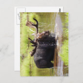 Elch Postkarte (Vorne/Hinten)
