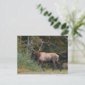Elch Postkarte (Stehend Vorderseite)