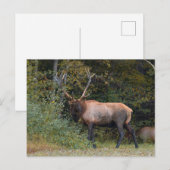 Elch Postkarte (Vorne/Hinten)