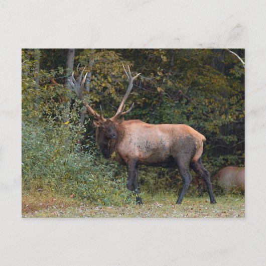 Elch Postkarte (Vorderseite)