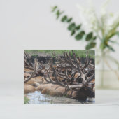 Elch Postkarte (Stehend Vorderseite)