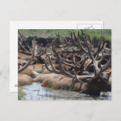Elch Postkarte (Vorne/Hinten)