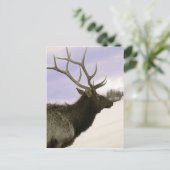 Elch Postkarte (Stehend Vorderseite)