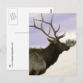 Elch Postkarte (Vorne/Hinten)