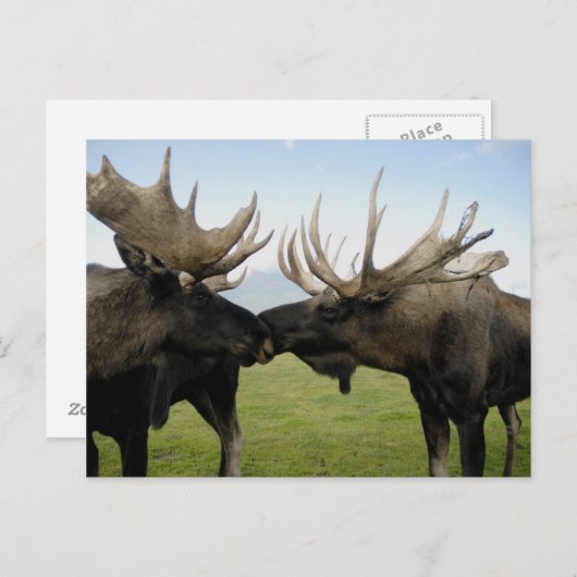 Elch Postkarte (Vorne/Hinten)