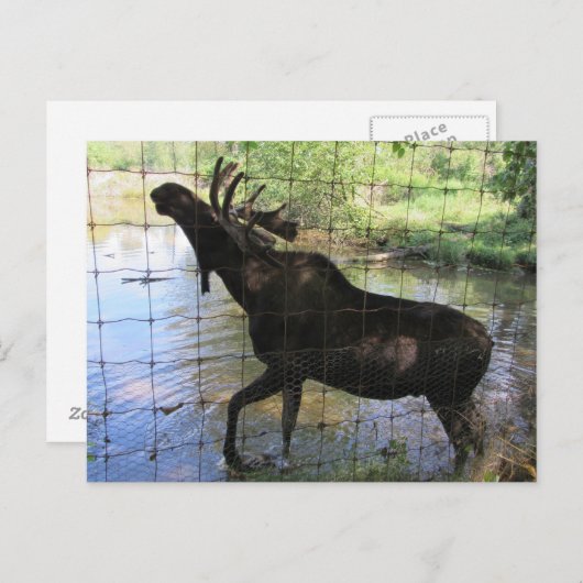 Elch Postkarte (Vorne/Hinten)