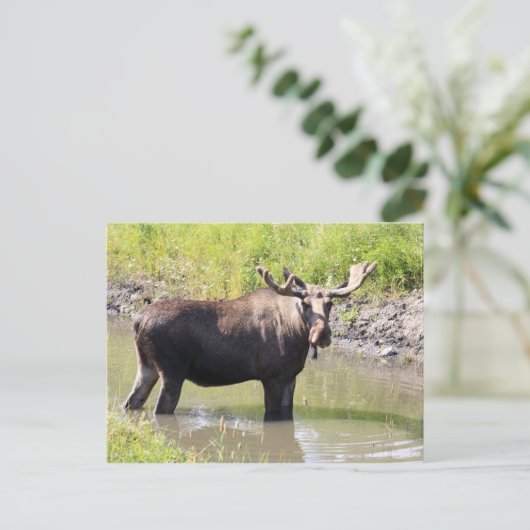 Elch Postkarte (Stehend Vorderseite)
