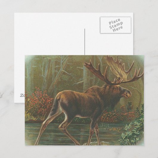 Elch Postkarte (Vorne/Hinten)