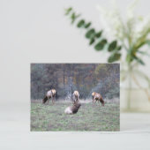 Elch Postkarte (Stehend Vorderseite)