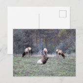 Elch Postkarte (Vorne/Hinten)