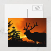 Elch Postkarte (Vorne/Hinten)