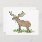 Elch Postkarte (Vorne/Hinten)