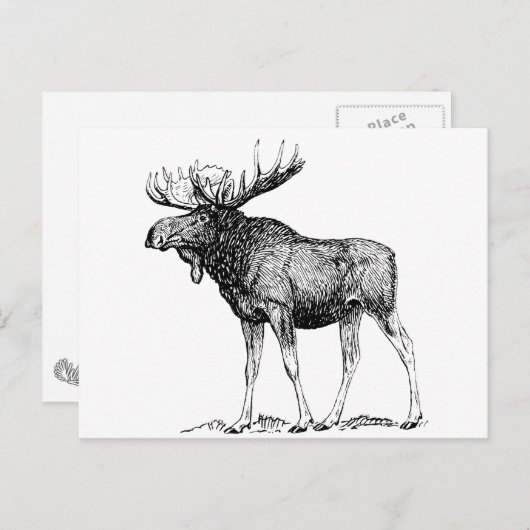 Elch Postkarte (Vorne/Hinten)