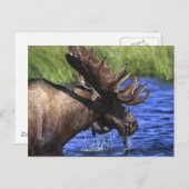 Elch Postkarte (Vorne/Hinten)