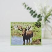Elch Postkarte (Stehend Vorderseite)