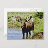 Elch Postkarte (Vorne/Hinten)