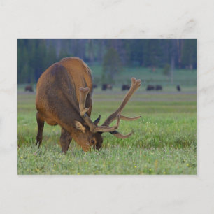 Elch-Postkarte Postkarte