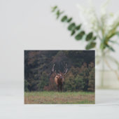 Elch-Postkarte Postkarte (Stehend Vorderseite)