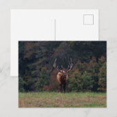 Elch-Postkarte Postkarte (Vorne/Hinten)
