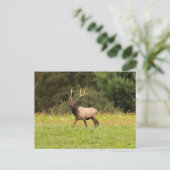 Elch-Postkarte Postkarte (Stehend Vorderseite)